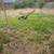Yard work... 2 thumbnail