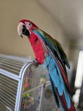 Green-Winged-75-R15 * * 6 lug, Green-Winged Macaw , RV, 2.5 years 1