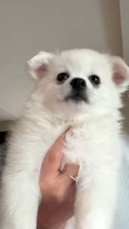 American Eskimo miniature (Palo alto)