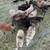 Purebred Icelandic Lambs 3 thumbnail
