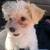 female Maltese chihuahua mix 3 thumbnail