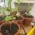 Lemon trees 3 thumbnail