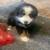 Mini Aussie 4 thumbnail