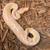 Albino Clown Ball Python 1 thumbnail