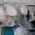 Lot Sea Shells 6 thumbnail