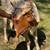 Long horn heifer 4 thumbnail
