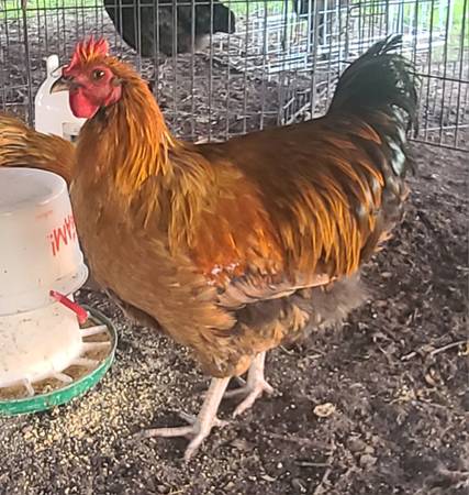 Rooster looking for new coop (Leon)63671573073665120