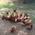 Laying Hens & Rooster 4 thumbnail