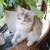 Kitten 2 thumbnail