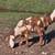 Boer female 4 thumbnail