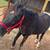Black Mare 3 thumbnail