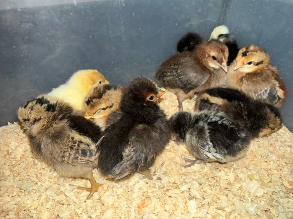 Chicks, various breeds 1