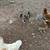 Chicks 6 thumbnail