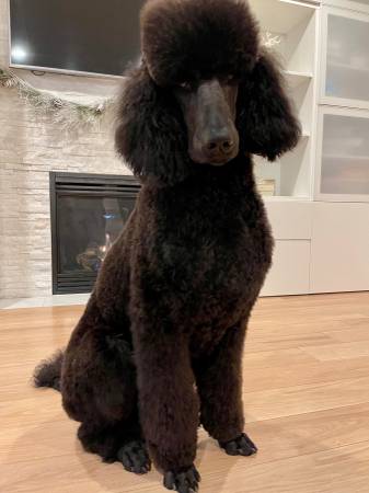 Poodle macho negro de 3 años buscando un nuevo hogar (Ridgefield)63895842403075120