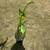 dragon fruit plants 2 thumbnail