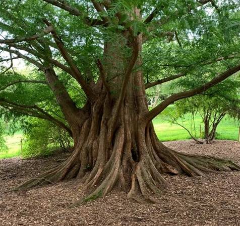 Dawn redwoods tree 1