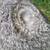 Purebred American chinchilla rabbit 2 thumbnail