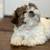 Pure bred shih tzu puppies 9 thumbnail