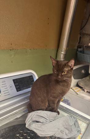 3 yr old Havana Brown (Tinley Park)63844235540225122