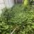 SOD*Cleanups*Bark/Rock*Blackberry*BUSHES*Fences*Shrubs*REO EXPERIENCE 3 thumbnail