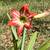 Amaryllis Plants 3 thumbnail