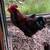 Downsizing Flock 3 thumbnail