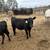 Bred Cow 3 thumbnail