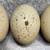 Silverudd Eggs 1 thumbnail