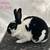 Mini Rex Rabbits 7 thumbnail