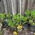 various trees and plants for sale 14 thumbnail