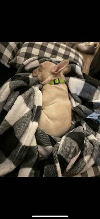 Rehoming male cream frenchie (Cashmere)63814647082625122