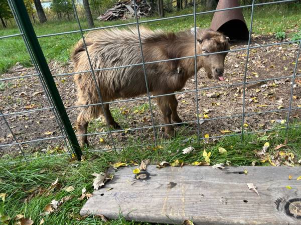 2 billy goats 1