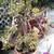 Jade Tree's over 100 years old 2 thumbnail
