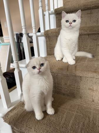 Scottish kitten 1