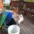 Winter/Spring goats 6 thumbnail