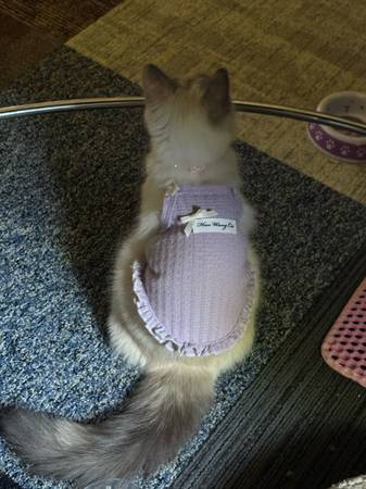 Siamese Cat (Sacramento)63848874027907122
