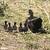 Baby Ducks 3 thumbnail
