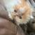 Solid flat face Persian kitten male 5 thumbnail
