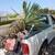 San Gabriel Palm and Tree care Services 11 thumbnail