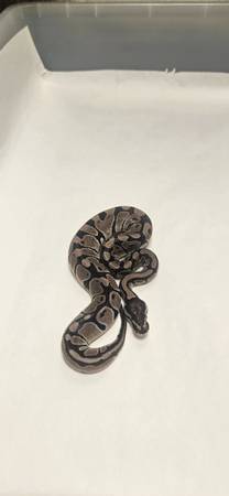 Python real (Denver)64752619961090121