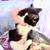 2 Female kittens available For adoption/rehoming out of Purcell, OK 2 thumbnail