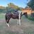 Begginner trail mare 3 thumbnail