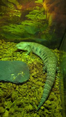 Blue-tongued skink (North Royalton)63686659981571120