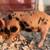 KuneKune Piglets 3 thumbnail