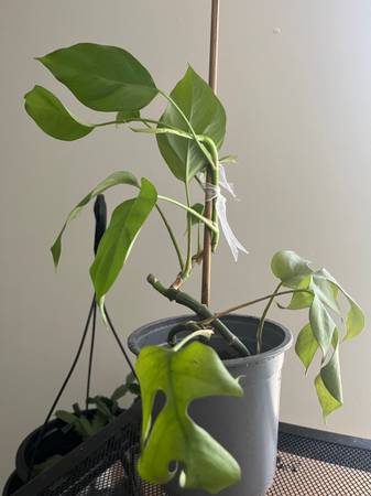 mini-Monstera 1