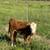 Hereford Steer 1 thumbnail