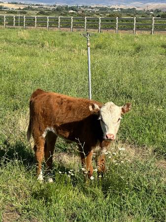 Hereford Steer 1