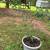 Pecan Trees 4 thumbnail
