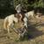 Ranchy Type Gray Gelding 1 thumbnail