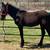 Little 6 month old project colt 1 thumbnail
